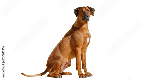 Tableau sur toile Majestic Rhodesian Ridgeback dog sitting attentively, isolated on transparent ba