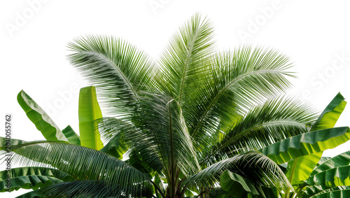 Tableau sur toile Lush green coconut palm fronds and banana leaves, isolated on transparent backgr