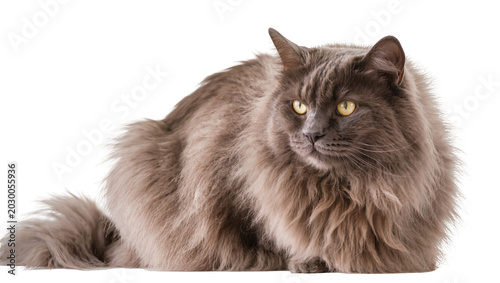 Фотография Fluffy grey cat with yellow eyes resting, isolated on transparent background