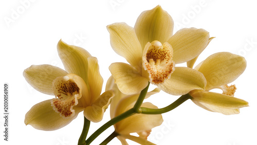 Photos Delicate pale yellow cymbidium orchid flowers with brown speckled centers, isola