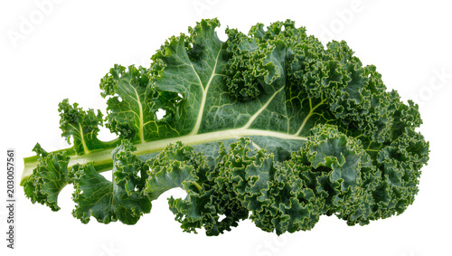 Tableau sur toile Curly green kale leaf with thick stem, isolated on transparent background