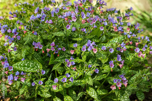 Cuadro en lienzo Lungwort is spotted