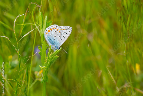 Fotografie Lycaenidae / Çokgözlü Mavi / Common Blue / Polyommatus icarus
