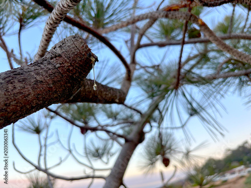 Close-up photo of a pine tree branch with a transparent drop of resin hanging from freshly cut bark. Soft sunset light, blurred pine needles, and dreamy bokeh create a calm Mediterranean nature atmosp