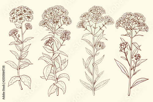 Vintage wildflower illustration botanical drawing on white background