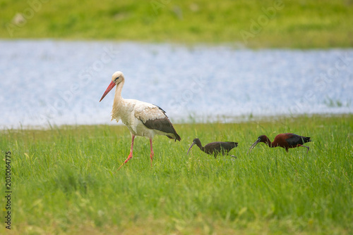 Foto Leylek » White Stork » Ciconia ciconia