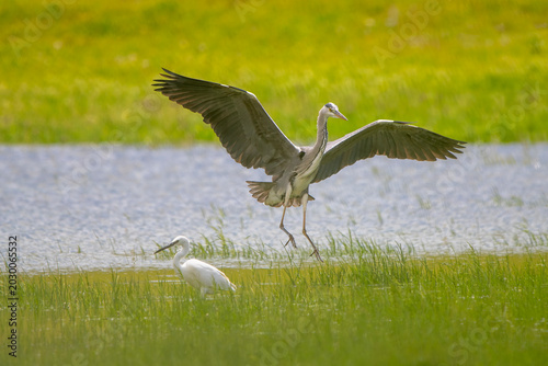 Tableau sur toile Gri balıkçıl » Grey Heron » Ardea cinerea