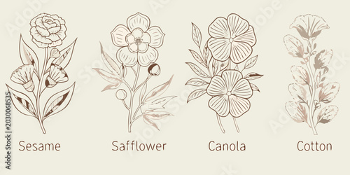 Canvastavla Botanical sketch of sesame safflower canola and cotton plants