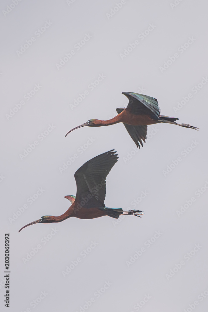 Fototapeta premium Çeltikçi » Glossy Ibis » Plegadis falcinellus