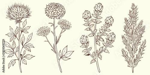 Bild auf Leinwand Detailed botanical illustration of meadow plants vintage engraving style