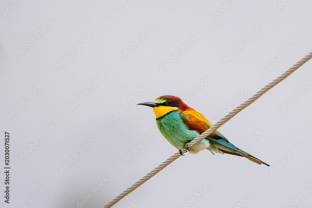 Obraz premium Arıkuşu » European Bee-eater » Merops apiaster