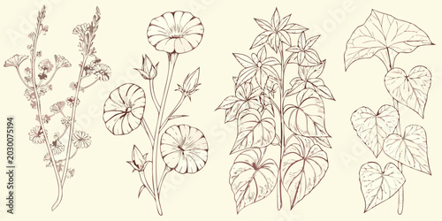 vintage wildflower sketches botanical illustration set on white background