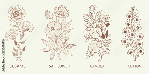 Obraz na płótnie Botanical illustration of sesame safflower canola and cotton plants