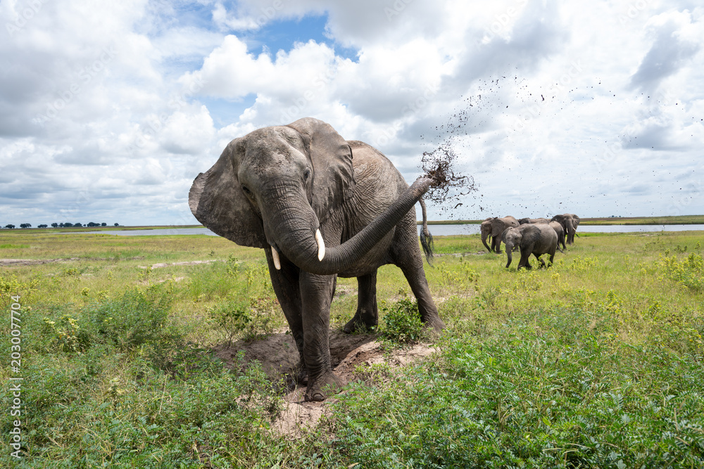Fototapeta premium African elephant throwing mut to protect its skin in Chobe National Park