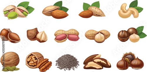 Bild auf Leinwand Assorted nuts and seeds vector collection with almonds cashews peanuts walnuts h