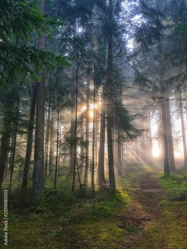 morning in the forest