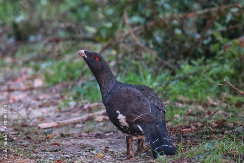 pheasant in the grass