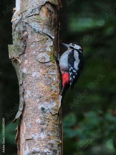 woodpecker on tree