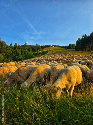 cows in the field