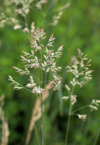 Bluegrass (Poa) grows in the meadow among wild grasses.