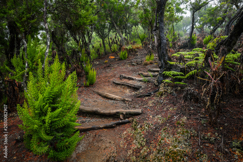 Scenic cloudy landscape of the laurel forest of Garajonay National Park from trail to Alto de Garajonay, La Gomera, Canary Islands, Spain, Europe.	
