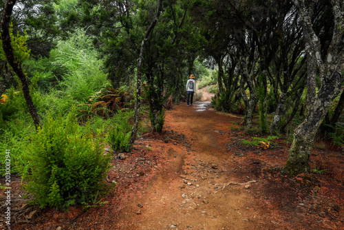 Scenic cloudy landscape of the laurel forest of Garajonay National Park from trail to Alto de Garajonay, La Gomera, Canary Islands, Spain, Europe.	