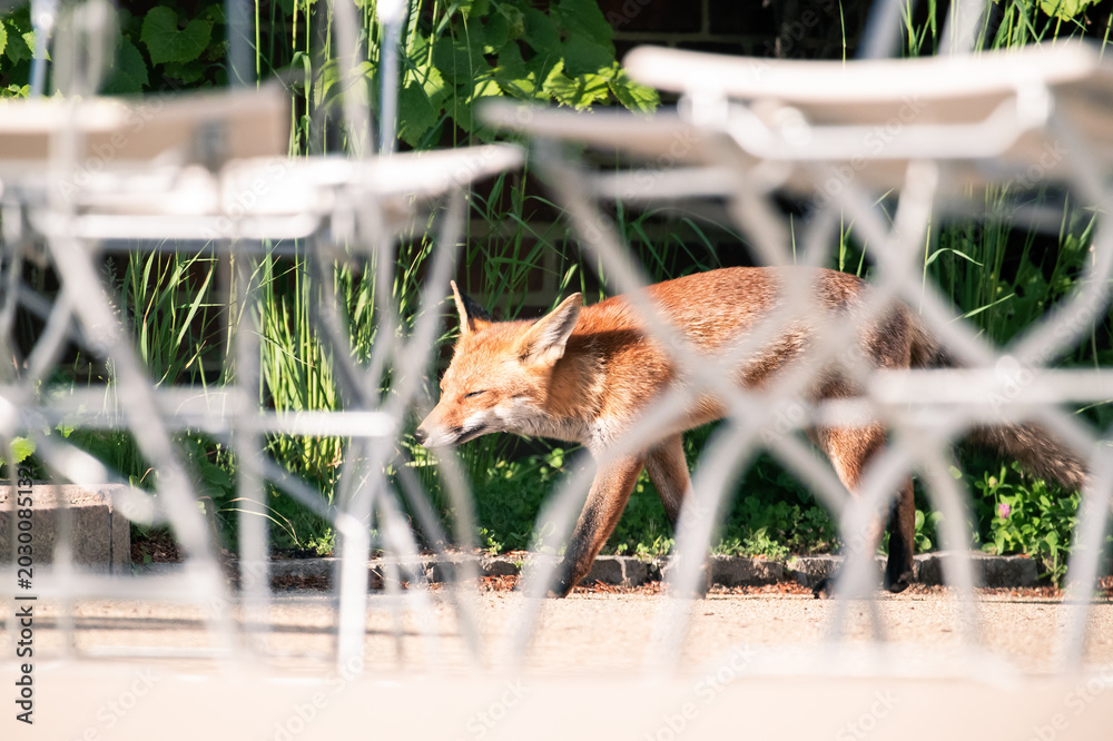 Fototapeta premium red fox among restaurant tables