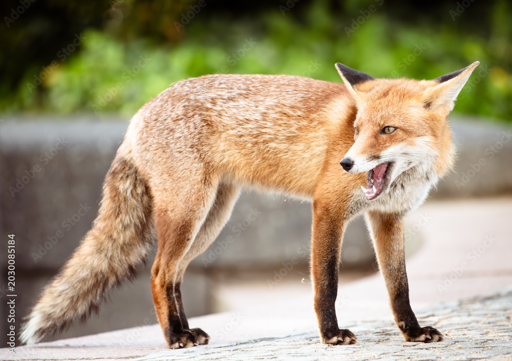 Obraz premium red fox portrait