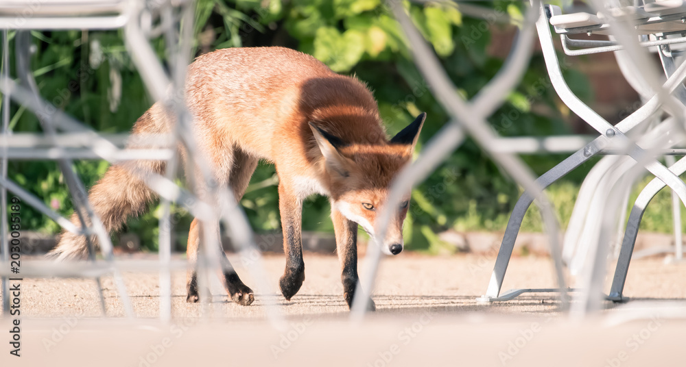 Fototapeta premium red fox among restaurant tables