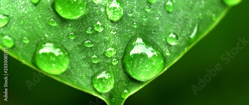 Konstfotografi Water droplets on green leaf with natural dew close-up isolated on transparent b
