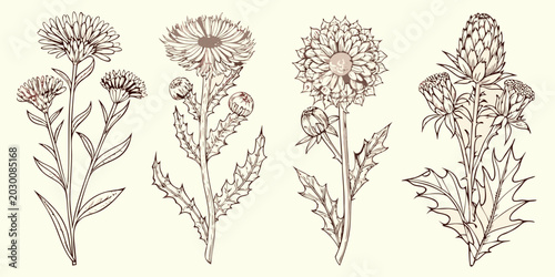 Fotografie Engraved meadow plants a set of four detailed botanical illustrations