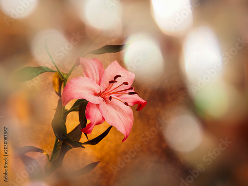 Cuadro en lienzo Fancy pink lily blooms with dewy petals framed by soft bokeh glow