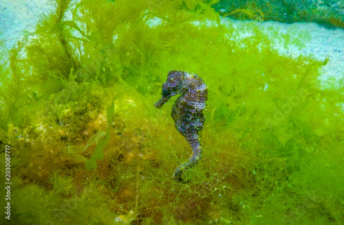 Obraz na plátně Odessa bay, Black Sea, Long-snouted seahorse Hippocampus hippocampus, In this species, the body is covered with dermal bony plates (scutes) instead of scales, providing effective protection
