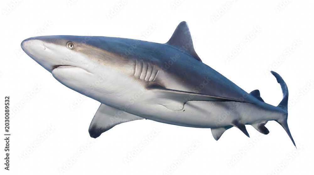 Fototapeta premium Profile View of a Swimming Caribbean Reef Shark