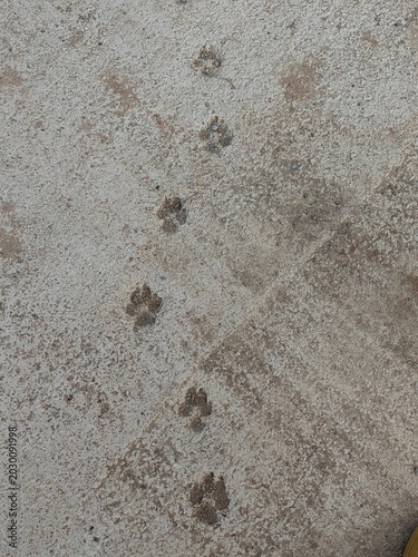 Paw Prints on Concrete – Frozen Steps in Time Concept.