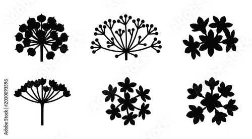 Photos Botanical Silhouettes: Delicate Umbel Flower Icons, Simple Floral Vector Graphic
