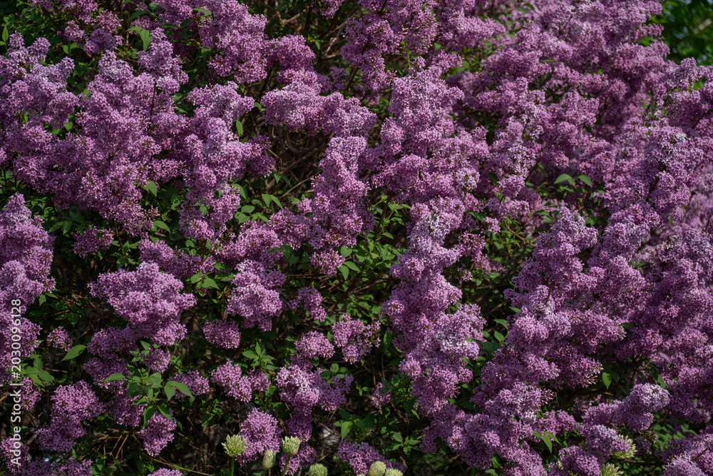 Obraz premium Dense purple lilac blossoms cover garden shrubs with rich floral texture, green foliage and natural spring background in close-up view. Floral wallpaper, wellness branding, nature design