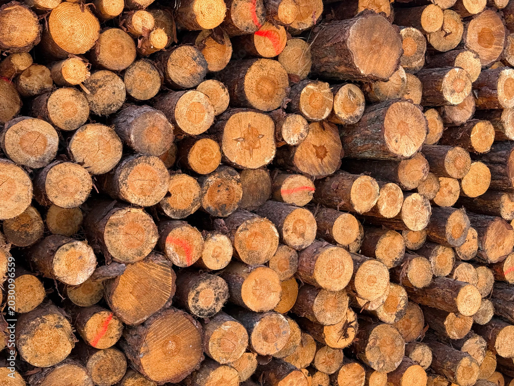 Fototapeta premium Stack of freshly cut logs close-up, wood texture at a sawmill