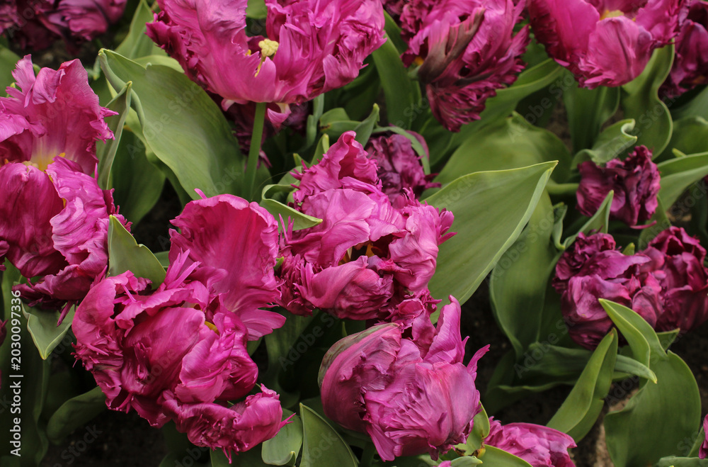 Fototapeta premium Exotic purple parrot tulips blooming in a spring garden