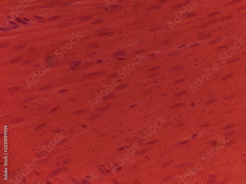 Bild auf Leinwand Smooth Muscle Tissue Longitudinal Section Human Histology Light