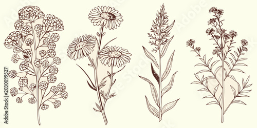 Bild auf Leinwand Floral engraving set of four meadow plants vintage botanical illustration