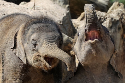 Fotografi Young elephant (Elephas maximus) in the wild