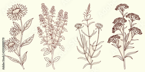 Meadow plant engraving set of four detailed botanical illustrations