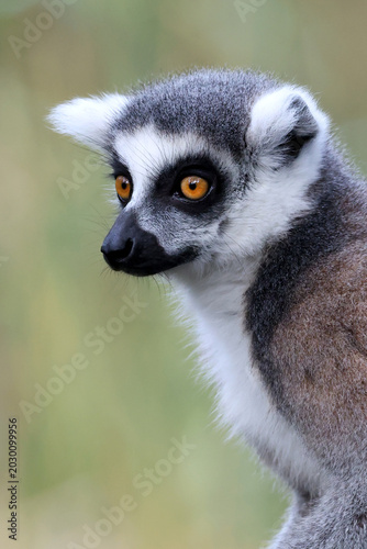 A ring - tailed lemur (lemur catta)