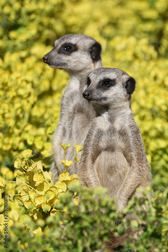 meerkats (Suricata suricatta) with yellow flowers in the background