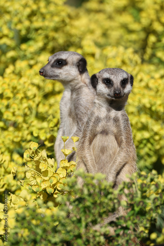 meerkats (Suricata suricatta) with yellow flowers in the background