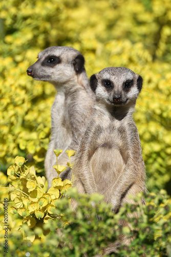 meerkats (Suricata suricatta) with yellow flowers in the background