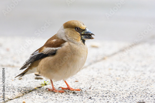 The hawfinch