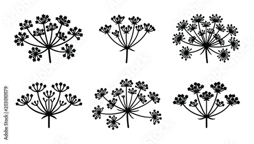 Tableau sur toile Umbel Flower Vector Illustrations, Delicate Dill Herb Sprigs, Botanical Apiaceae