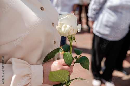 Child Holding Single White Rose Flower During First Holy Communion Catholic Ceremony